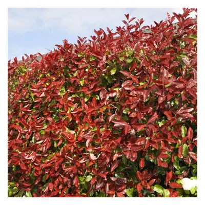 (10) Red Robin Hedging Plants 20-40Cm Photinia Christmas Berry Evergreen Hedge Potted