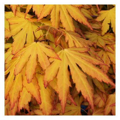 (10L) Acer Palmatum 'Orange Dream' | Japanese Maple Deciduous Garden Plant Tree In Pot