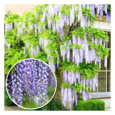 (10L) Wisteria Sinensis | Blue Flowering Deciduous Hardy Climbing Garden Shrub Plant