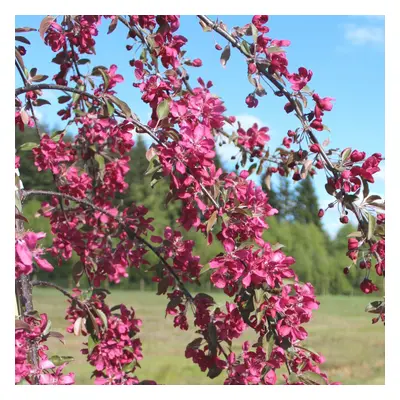 Malus X Purpurea 'Crimson Cascade' | Crab Apple Tree | Ornamental Tree | 5-6Ft