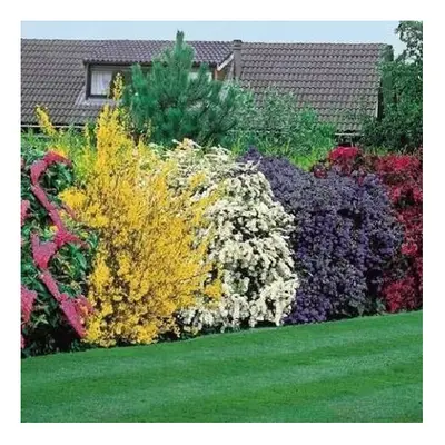 10 X High Quality Flowering Hedge Shrubs Colorful Healthy Potted Garden Plants