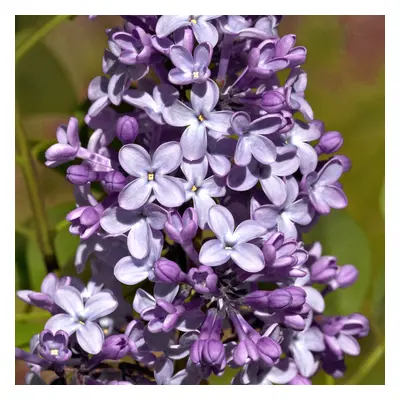 Syringa Michel Buchner Tree (10L, 5-6ft)