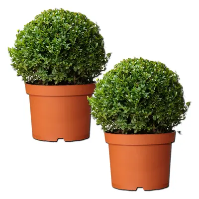 Buxus Sempervirens Ball (30cm, Plants)