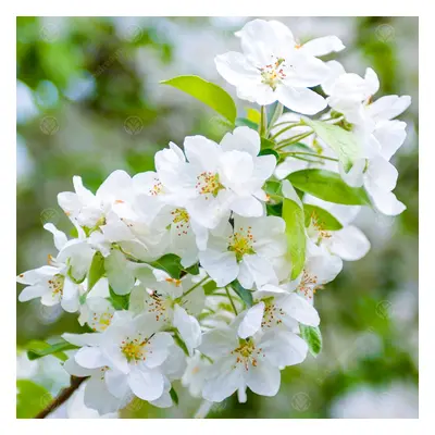 Malus 'Evereste' | Flowering Crab Apple Tree| Ornamental Tree | 5-6Ft