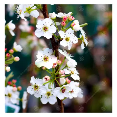 Pyrus Calleryana Chanticleer | Ornamental Pear | Garden Tree | 5-6Ft