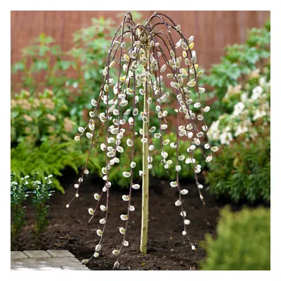 (120cm) Salix Caprea Pendula 'Kilmarnock' Tree | Weeping Willow Trees For Small Gardens