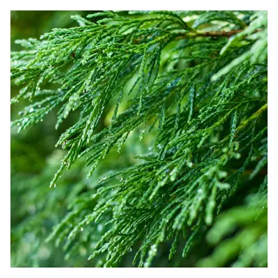 (1-2ft, 25) Green Leylandii Fast Growing Evergreen Conifer Hedging Garden Plants In Pots