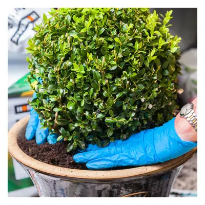 Buxus Ball 30cm Diameter Common Box Boxwood Garden Topiary Real Evergreen Shrub