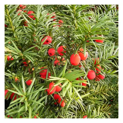 Taxus Baccata (9cm, Pack of 10)