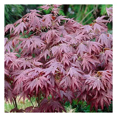 (10L) Acer Palmatum 'Atropurpureum' | Japanese Maple Deciduous Garden Plant In Pot