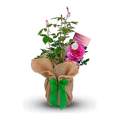 Rose 'Fantastic at 50' - Gift Wrapped Rose Bush with Bow - Plant Gift