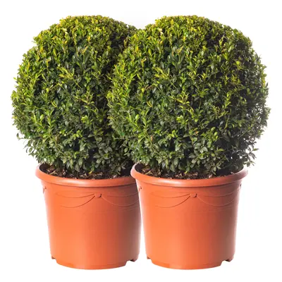 Buxus Ball Pack of x 40cm Diameter Boxwood Garden Topiary Real Evergreen Shrub