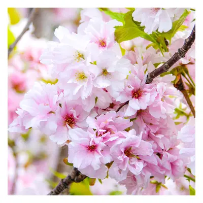 Prunus 'Amanogawa' | Japanese Flowering Cherry | Ornamental Garden Tree | 5-6Ft