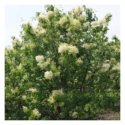 Syringa Pekinensis 'China Snow' | Peking Lilac | Ornamental Garden Tree | 5-6Ft