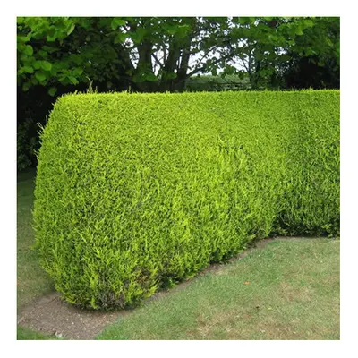 10 X Leylandii Gold Evergreen Conifer Hedging Castlewellan Plant In Pot (1-2Ft)