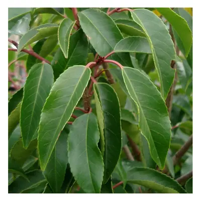 Prunus Lusitanica | Portuguese Laurel | Ornamental Garden Tree | 5-6Ft