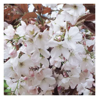 Prunus Chocolate Ice | Japanese Flowering Cherry | Garden Tree | 5-6Ft