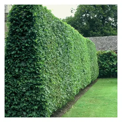 (25, 3-4ft) Ligustrum Vulgare 'Wild Privet' Bare Root Hedge Green Hedging Tree Plants