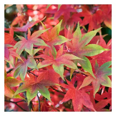 (3L) Acer Palmatum 'Osakazuki' | Japanese Maple Deciduous Garden Plant Tree In Pot