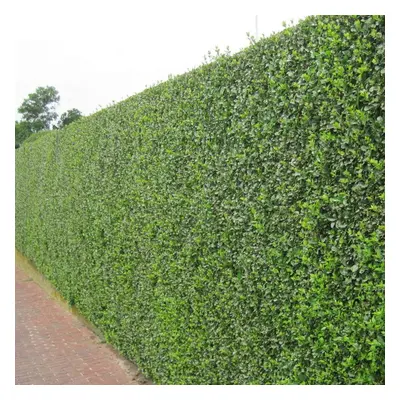 (10) Green Privet Hedging Plants 20-40Cm Ligustrum Ovalifolium Evergreen Hedge Potted