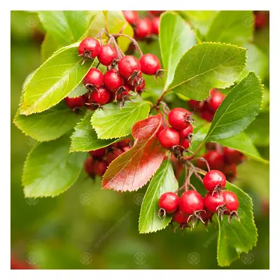 Crataegus Persimilis Prunifolia | Broad-Leaved Cockspur Thorn | Tree | 5-6Ft