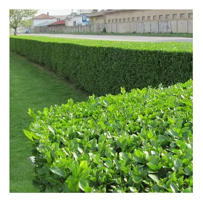 Ligustrum Ovalifolium - Green Privet (9cm, plants)