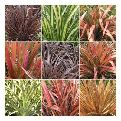 Phormium Mix (10 Plants)