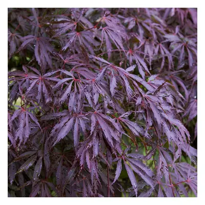 (10L) Acer Palmatum 'Trompenburg' | Japanese Maple Deciduous Garden Plant Tree In Pot