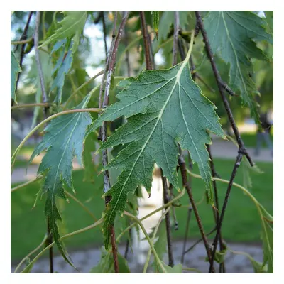 Betula Pendula Dalecarlica | Swedish Birch | Ornamental Garden Tree | 5-6Ft