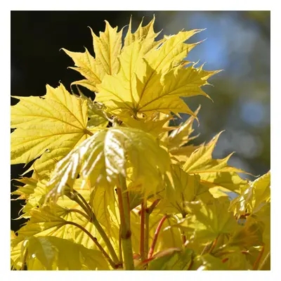 Acer Platanoides 'Princeton Gold' | Golden Maple | Garden Tree | 5-6Ft