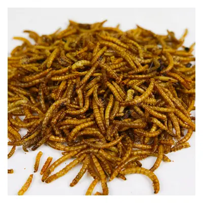 Dried Mealworms 25KG - High Quality Premium Food For Wild Birds