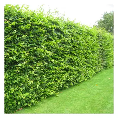 (25, 4-5ft) Carpinus Betulus 'Hornbeam' Bare Root Hedge Green Hedging Tree Plants