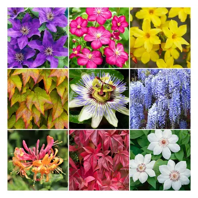 (10) Climbing Plant Collection | 3, Or | Deciduous Flowering Garden Shrubs