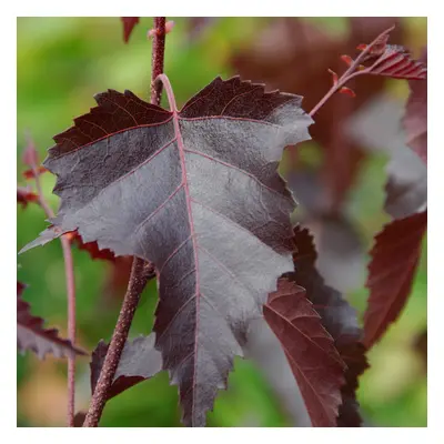 Betula Royal Frost | Purple Birch | Ornamental Garden Tree | 5-6Ft