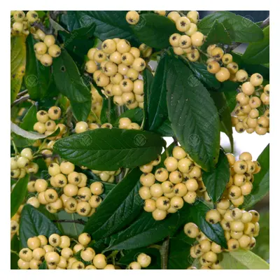 Cotoneaster Salicifoilus Rothschildianus | Cotoneaster Tree Garden Tree | 5-6Ft