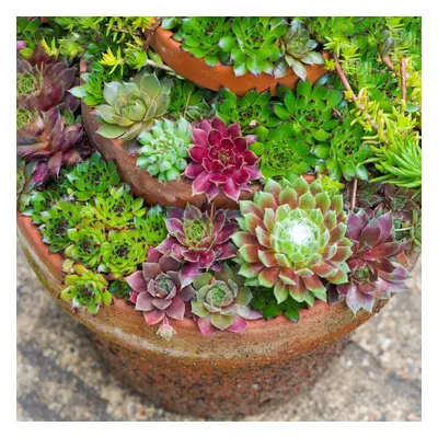 (20) Sempervivum Mix | Indoor Succulent Hen & Chicks | 5-15cm with Pot