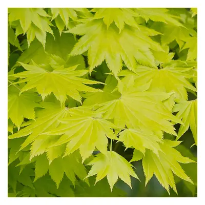 (3L) Acer Shirasawanum 'Aureum' | Japanese Maple Deciduous Garden Plant Tree In Pot