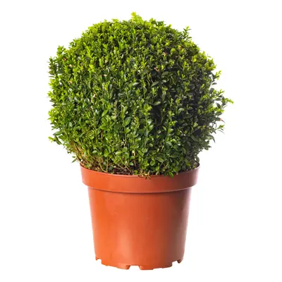 Buxus Ball Plant 30cm Diameter Evergreen Shaped Topiary Outdoor Garden Shrub