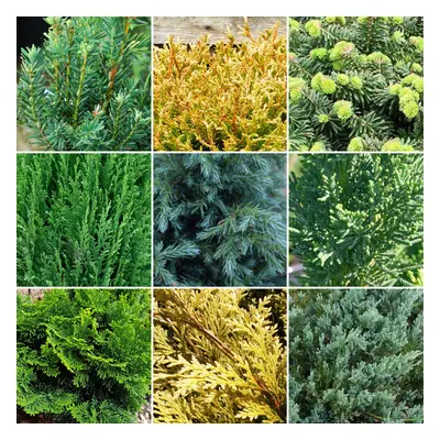 12 X Evergreen Conifer Plant Mix - Hardy Outdoor Garden Shrubs | 9cm Pots