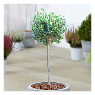 (1) Olive 'Olea Europa' Tree | Hardy Ornamental Potted Trees For Small Gardens 2-3Ft