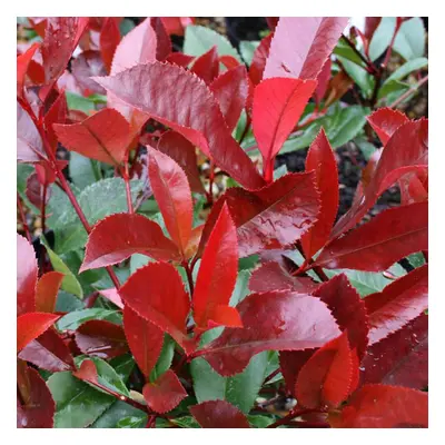 Photinia X Fraseri 'Red Robin' | Red Robin | Ornamental Garden Tree | 5-6Ft