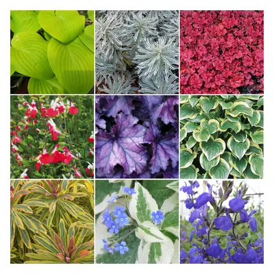 10 X Herbaceous Plant Mix - High Quality Established Plants In Pots Uk Grown