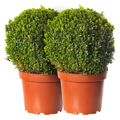 Buxus Ball Pack of x 30cm Diameter Boxwood Garden Topiary Real Evergreen Shrub