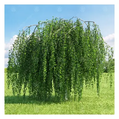 Betula Pendula 'Youngii' | Young'S Weeping Birch | Garden Tree | 5-6Ft