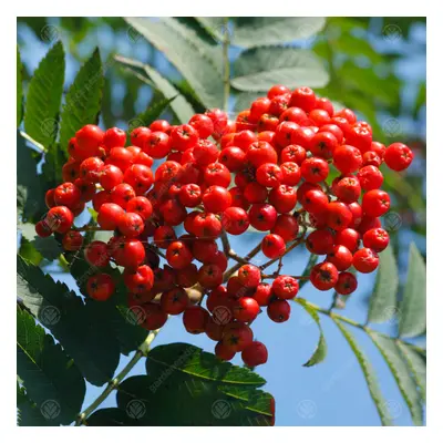 Sorbus Aucuparia 'Asplenifolia' | Cut Leaved Mountain Ash | Garden Tree | 5-6Ft