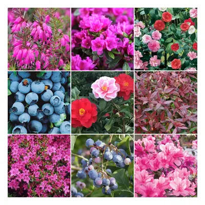 Ericaceous Shrub Mix (10 Plants)