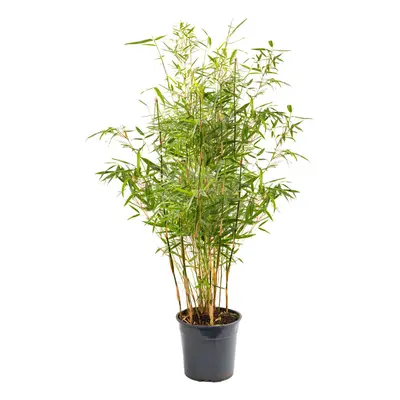 (90-110cm) Fargesia Pingwu Hardy Non-Invasive Bamboo Garden Plant Ideal for Screening