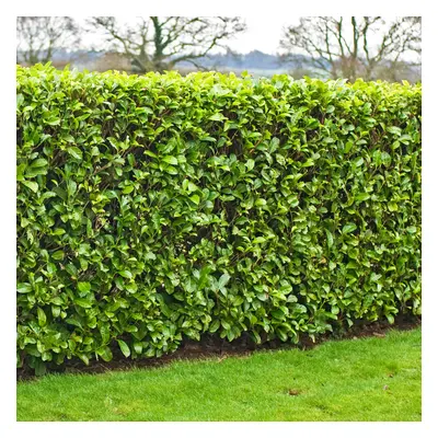 (50) Cherry Laurel Hedging Plants 20-40Cm Prunus Rotundifolia Evergreen Hedge Potted