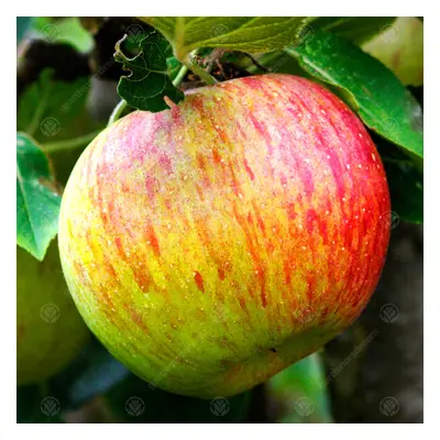 (MM106 - Semi Dwarfing) Malus Domestica 'Lord Lambourne' | Eating Apple Tree | Garden Fruit Tree