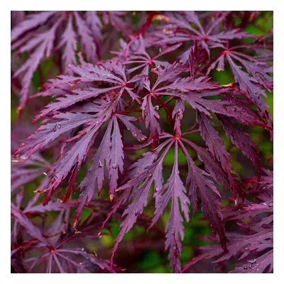 (10L) Acer Palmatum Dissectum 'Garnet' | Japanese Maple Deciduous Garden Tree In Pot